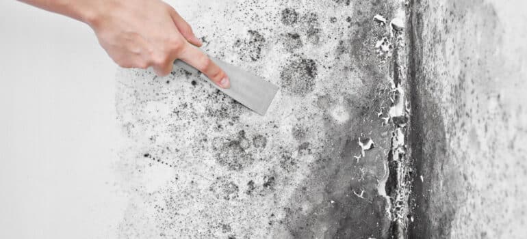 Bathroom Molds